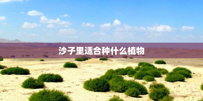 沙子里适合种什么植物 沙子里适合种什么植物