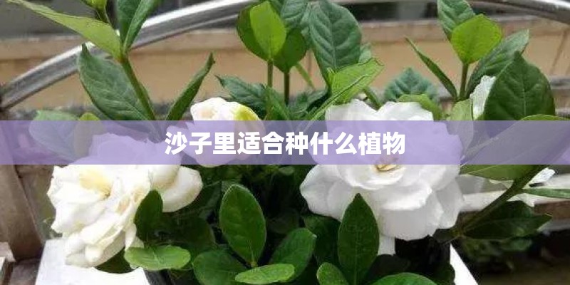 沙子里适合种什么植物 沙子里适合种什么植物