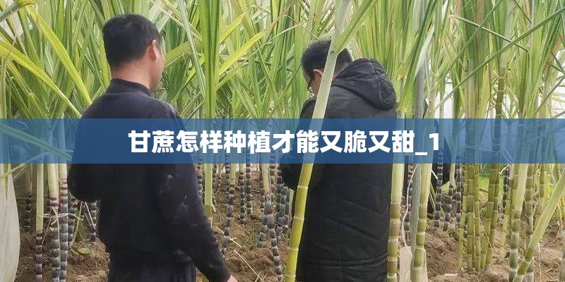甘蔗怎样种植才能又脆又甜_1 甘蔗怎样种植才能又脆又甜_1