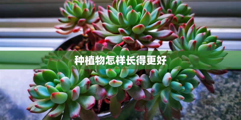 种植物怎样长得更好