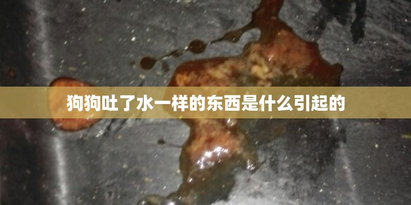 狗狗吐了水一样的东西是什么引起的