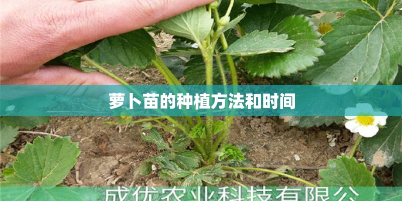 萝卜苗的种植方法和时间