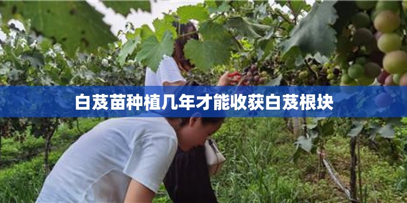 白芨苗种植几年才能收获白芨根块