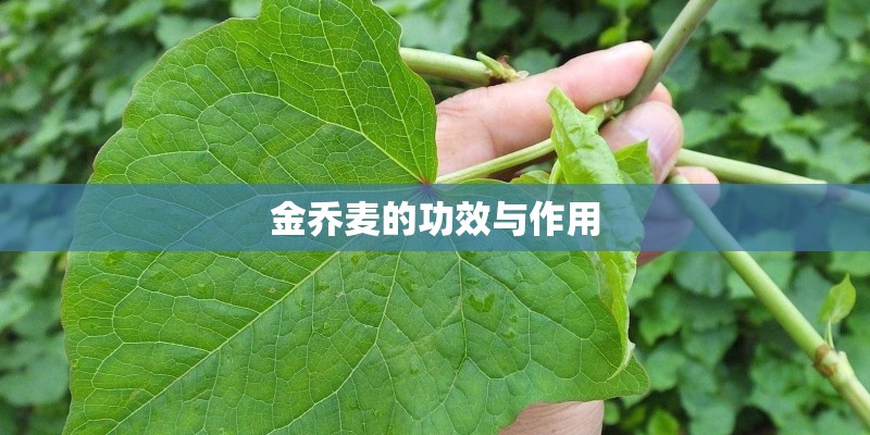 金乔麦的功效与作用 金乔麦的功效与作用
