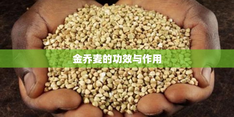 金乔麦的功效与作用 金乔麦的功效与作用