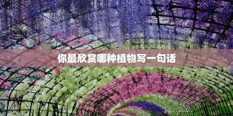 你最欣赏哪种植物写一句话 你最欣赏哪种植物写一句话
