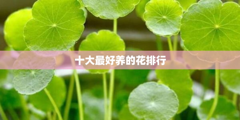 十大最好养的花排行 十大最好养的花排行