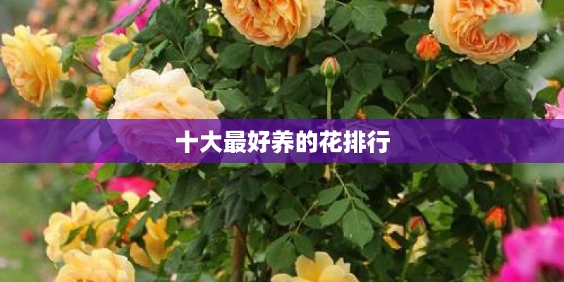 十大最好养的花排行 十大最好养的花排行