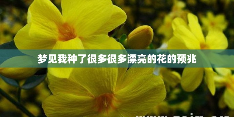 梦见我种了很多很多漂亮的花的预兆 梦见我种了很多很多漂亮的花的预兆