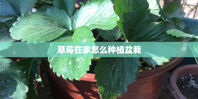 草莓在家怎么种植盆栽 草莓在家怎么种植盆栽