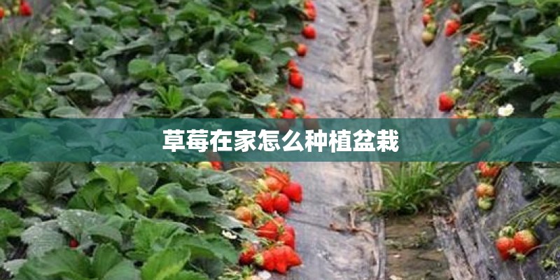 草莓在家怎么种植盆栽 草莓在家怎么种植盆栽