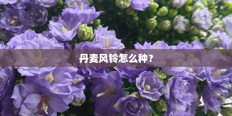 丹麦风铃怎么种? 丹麦风铃怎么种?