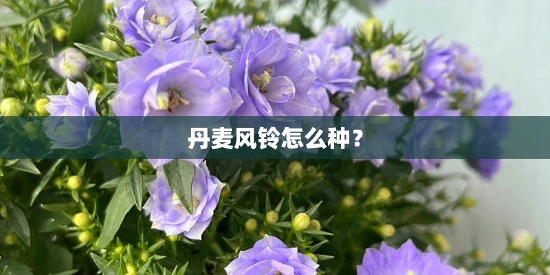 丹麦风铃怎么种? 丹麦风铃怎么种?