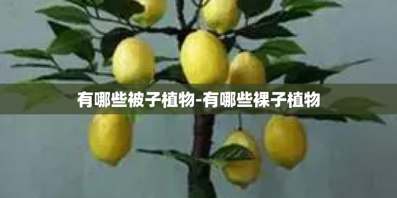 有哪些被子植物-有哪些裸子植物 有哪些被子植物-有哪些裸子植物