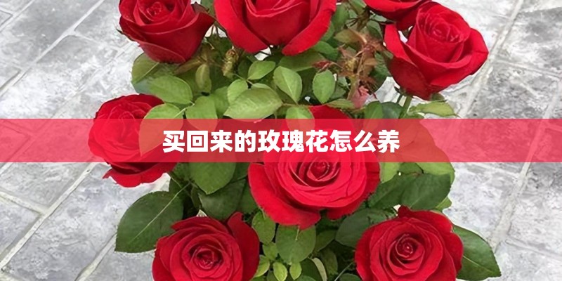 买回来的玫瑰花怎么养 买回来的玫瑰花怎么养