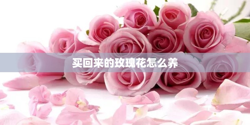 买回来的玫瑰花怎么养 买回来的玫瑰花怎么养