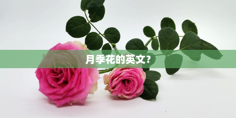 月季花的英文? 月季花的英文?