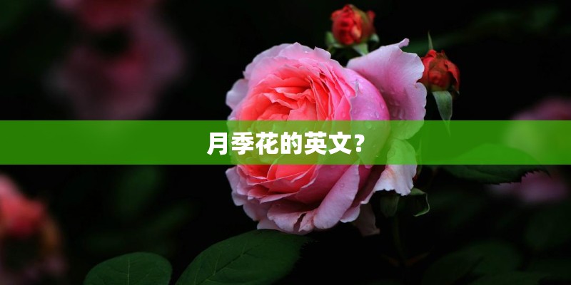 月季花的英文? 月季花的英文?