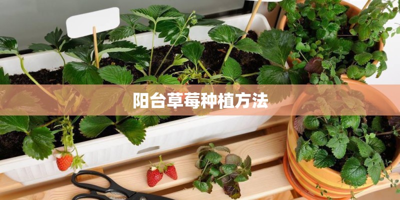 阳台草莓种植方法 阳台草莓种植方法