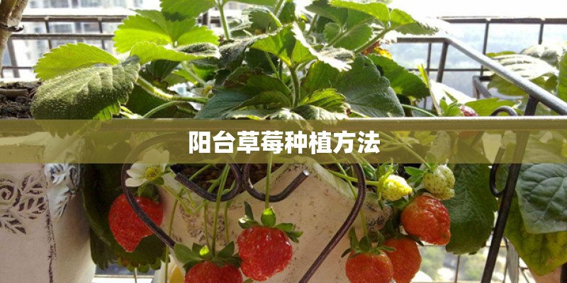 阳台草莓种植方法 阳台草莓种植方法