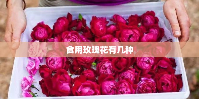 食用玫瑰花有几种 食用玫瑰花有几种
