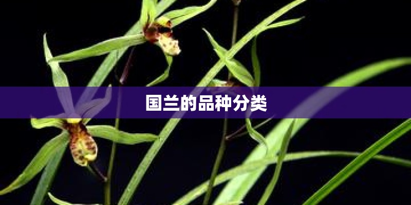 国兰的品种分类 国兰的品种分类
