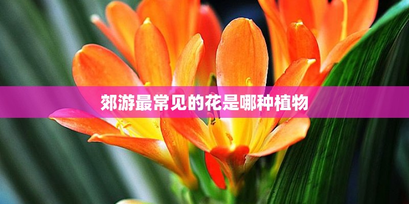 郊游最常见的花是哪种植物 郊游最常见的花是哪种植物