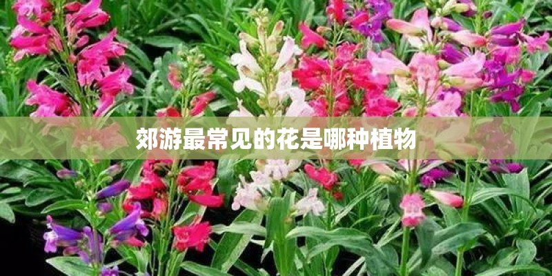郊游最常见的花是哪种植物 郊游最常见的花是哪种植物
