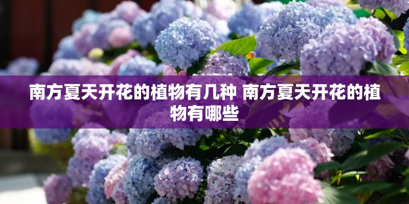 南方夏天开花的植物有几种 南方夏天开花的植物有哪些 南方夏天开花的植物有几种 南方夏天开花的植物有哪些
