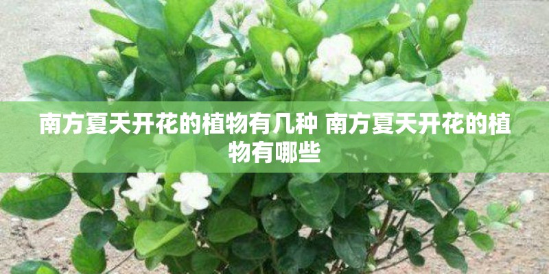 南方夏天开花的植物有几种 南方夏天开花的植物有哪些 南方夏天开花的植物有几种 南方夏天开花的植物有哪些