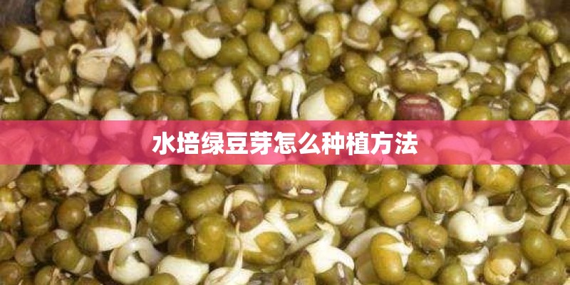 水培绿豆芽怎么种植方法 水培绿豆芽怎么种植方法