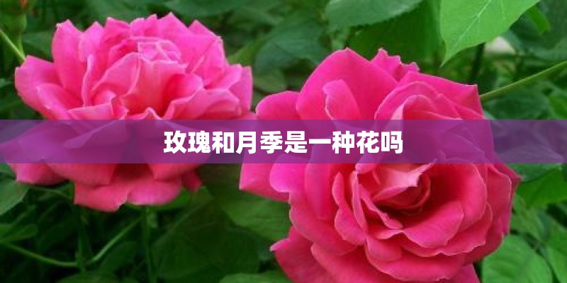 玫瑰和月季是一种花吗 玫瑰和月季是一种花吗