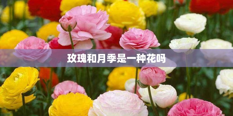 玫瑰和月季是一种花吗 玫瑰和月季是一种花吗