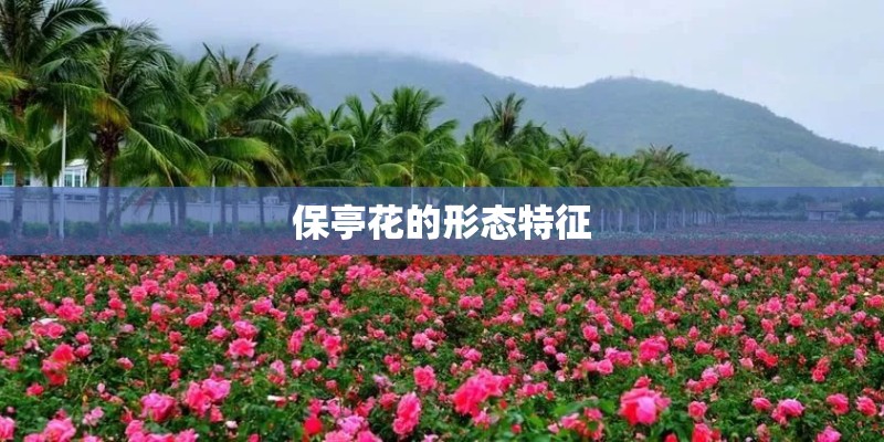 保亭花的形态特征 保亭花的形态特征