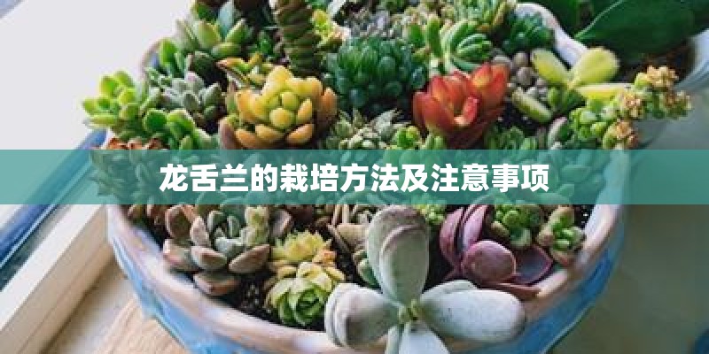 龙舌兰的栽培方法及注意事项 龙舌兰的栽培方法及注意事项