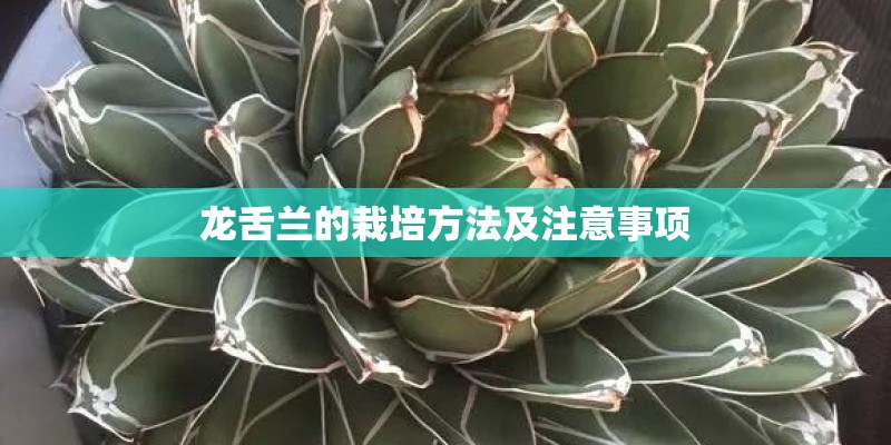 龙舌兰的栽培方法及注意事项 龙舌兰的栽培方法及注意事项