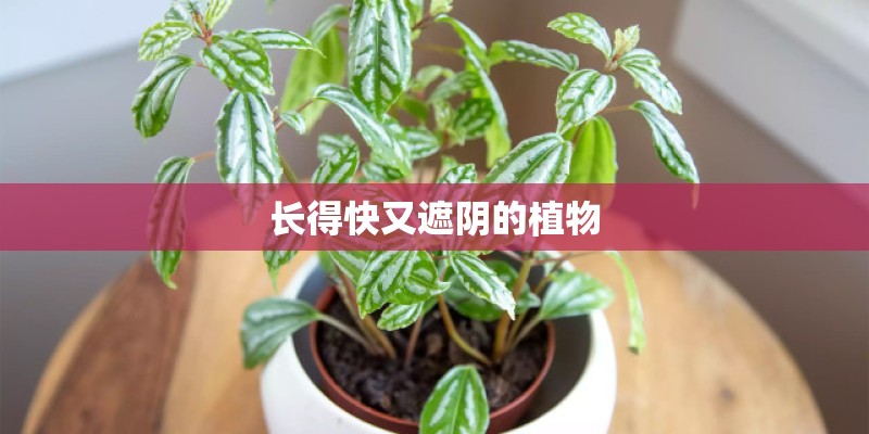 长得快又遮阴的植物 长得快又遮阴的植物