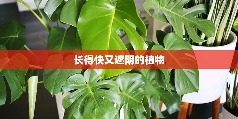 长得快又遮阴的植物 长得快又遮阴的植物