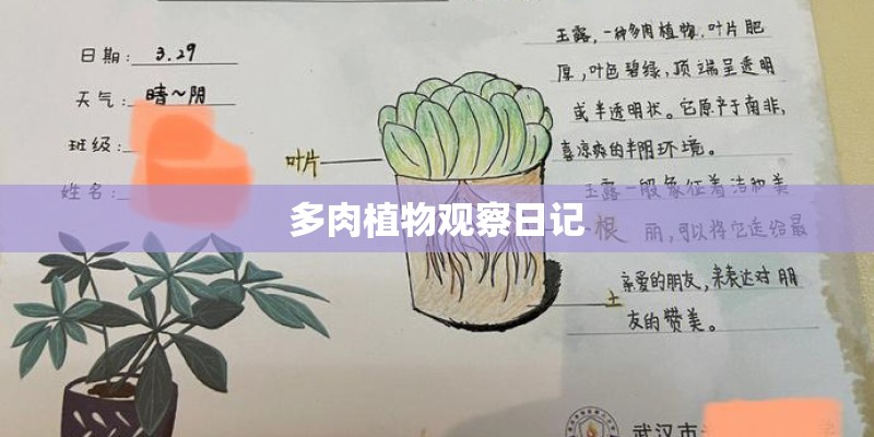 多肉植物观察日记 多肉植物观察日记