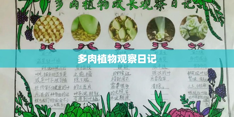 多肉植物观察日记 多肉植物观察日记