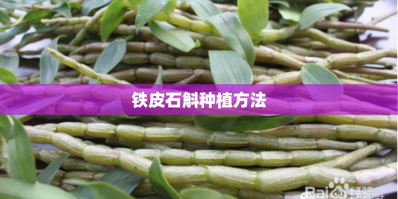 铁皮石斛种植方法 铁皮石斛种植方法