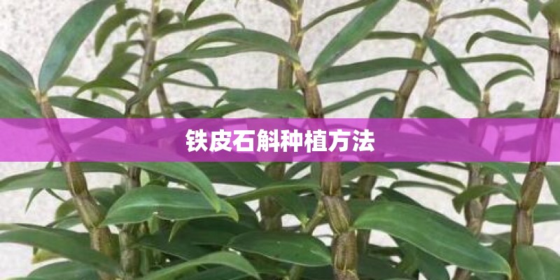 铁皮石斛种植方法 铁皮石斛种植方法