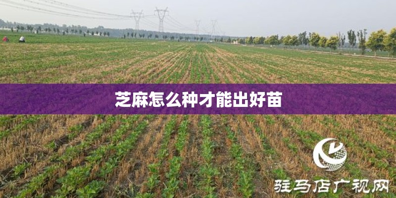 芝麻怎么种才能出好苗