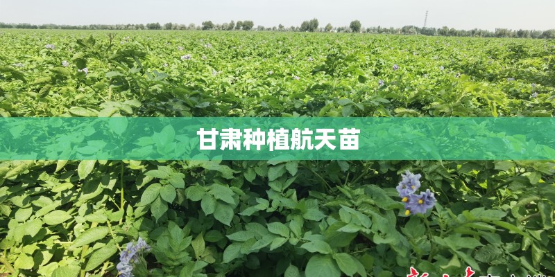 甘肃种植航天苗