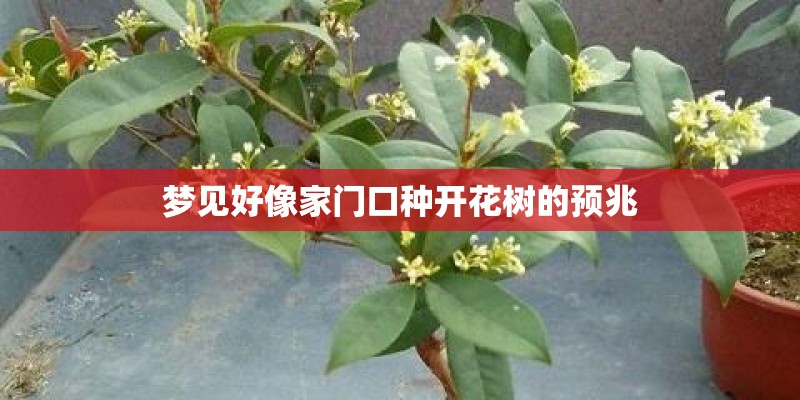 梦见好像家门口种开花树的预兆
