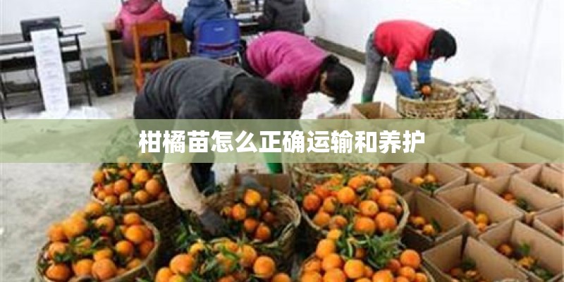 柑橘苗怎么正确运输和养护