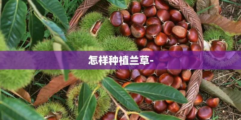 怎样种植兰草-