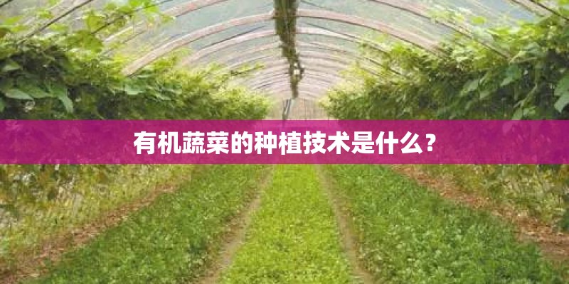 有机蔬菜的种植技术是什么？