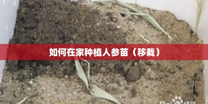 如何在家种植人参苗（移栽）