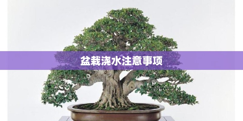 盆栽浇水注意事项